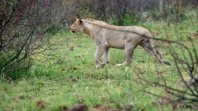 Another Lion