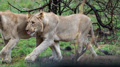 Yet more Lions