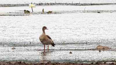 Egyptian goose