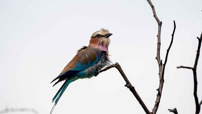 Lilac-breasted Roller