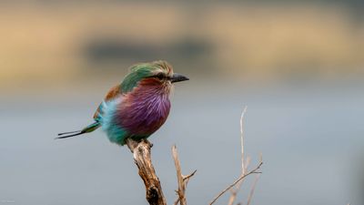 Lilac-Breasted Roller