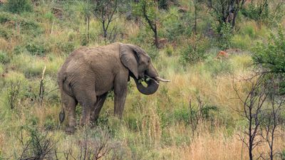 Elephant striping a tree for breakfast