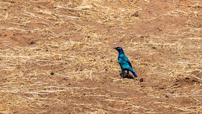 Cape Starling