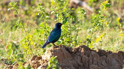 Cape Starling