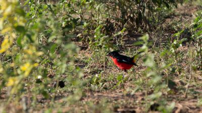 Crimson-breasted Shrike