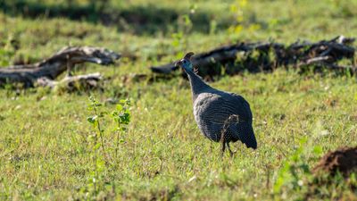 Helmeted Guineafowl