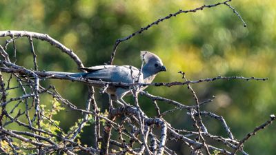 Grey go-away bird