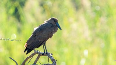 Hamerkop