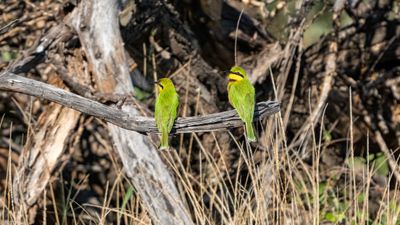 Little Bee-eater