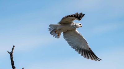 Black-Winged Kite