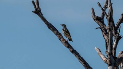 Groundscraper Thrush