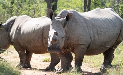White Rhinoceros