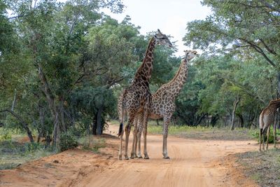 Giraffe family