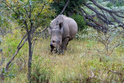 White Rhino