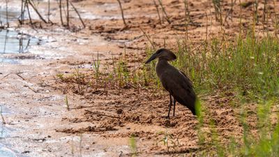 Hamerkop