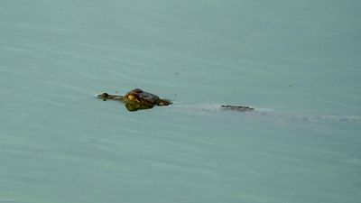 Young Crocodile