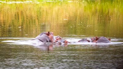 Hippos cooling down