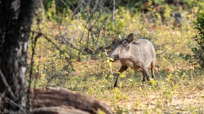 Warthog