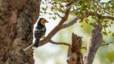 Crested Barbet