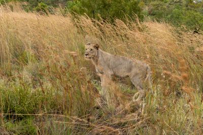 Lion on Watch