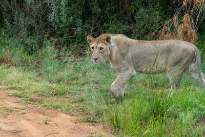One more Lion
