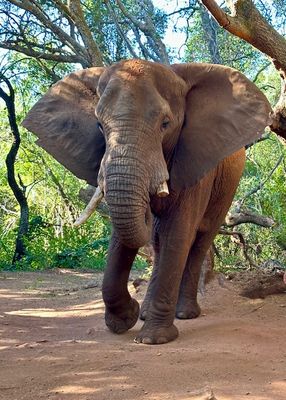 South Africa
