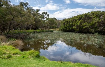 Duck Pond