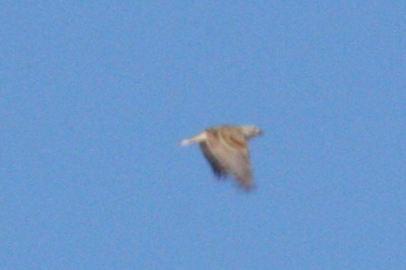 McCowns Longspur 2011-04-27