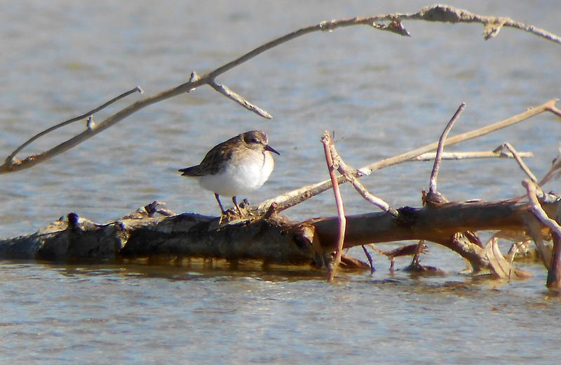 Least Sandpiper 2013-03-30