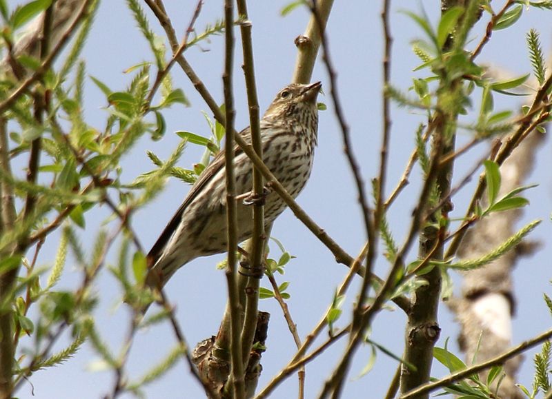 Cassins Finch 2013-05-14