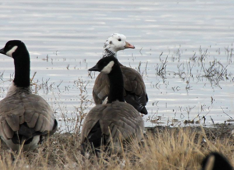 Rosss x Cackling Goose Hybrid 2014-01-01