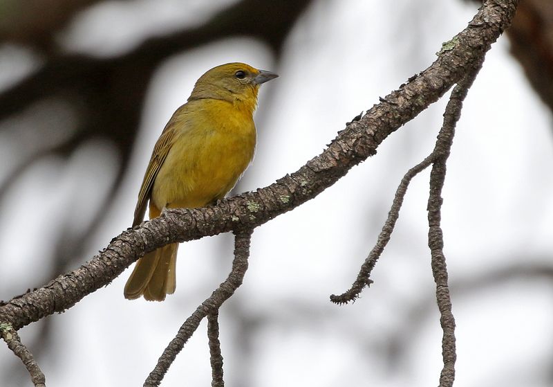 Hepatic Tanager 2023-06-11
