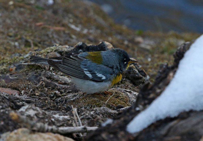 Northern Parula 2023-04-23