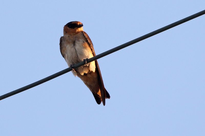Cave Swallow 2023-06-29