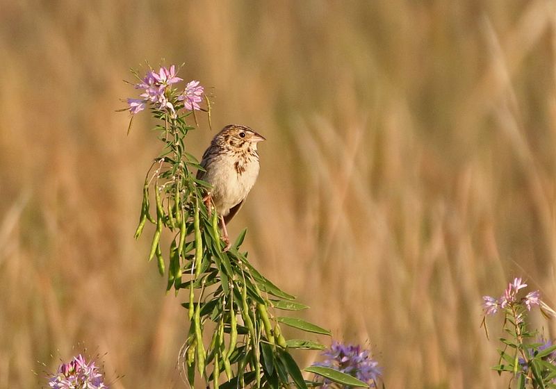 Bairds Sparrow 2023-07-30