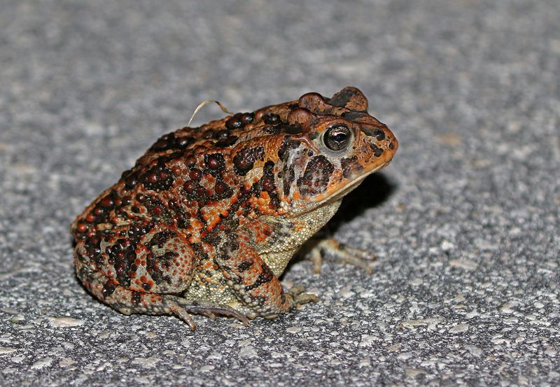 Southern Toad 2023-11-21
