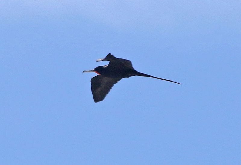Magnificent Frigatebird 2023-11-22