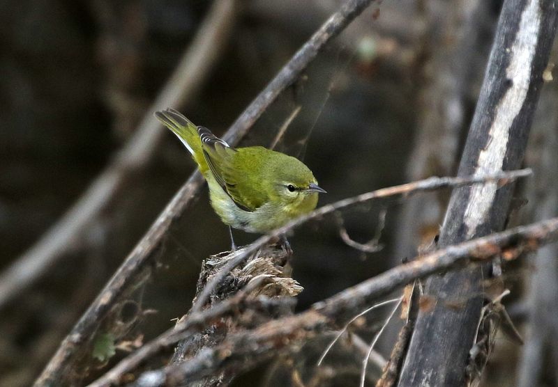 Tennessee Warbler 2023-12-12