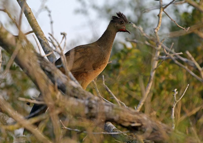 Plain Chachalaca 2024-02-27