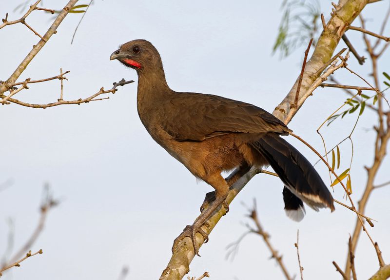 Plain Chachalaca 2024-02-27