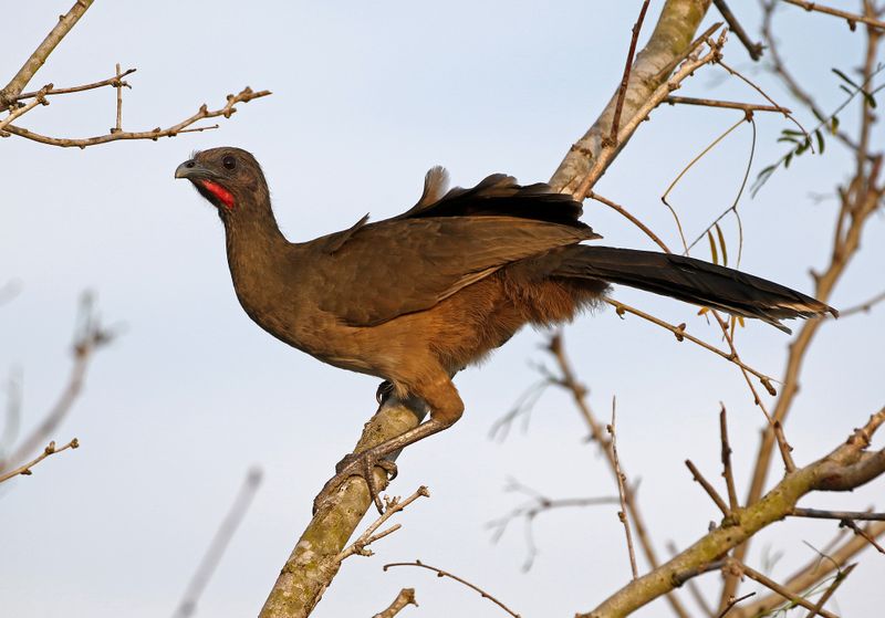 Plain Chachalaca 2024-02-27
