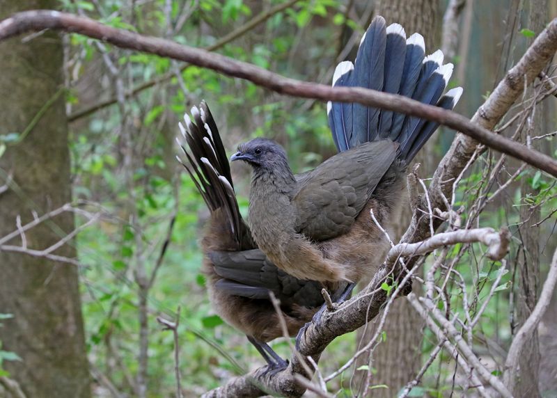 Plain Chachalaca 2024-02-29