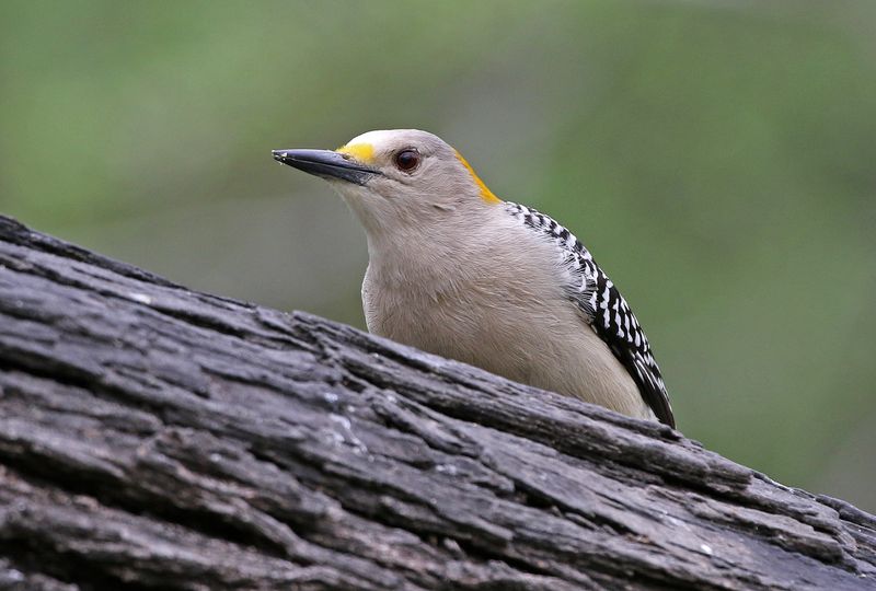 Golden-fronted Woodpecker 2024-03-01