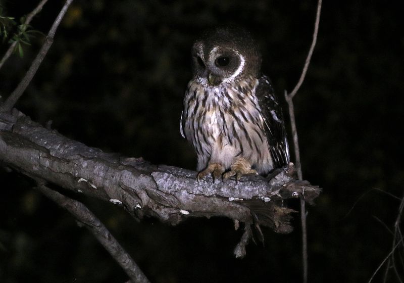 Mottled Owl 2024-03-02