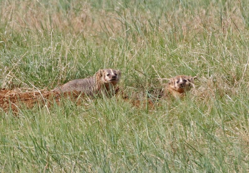 American Badger 2024-06-10