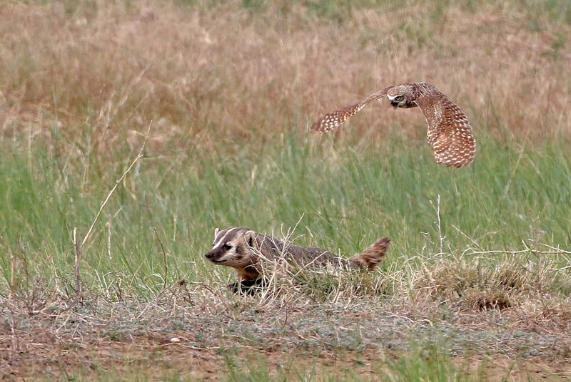 American Badger and Burrowing Owl 2024-06-10