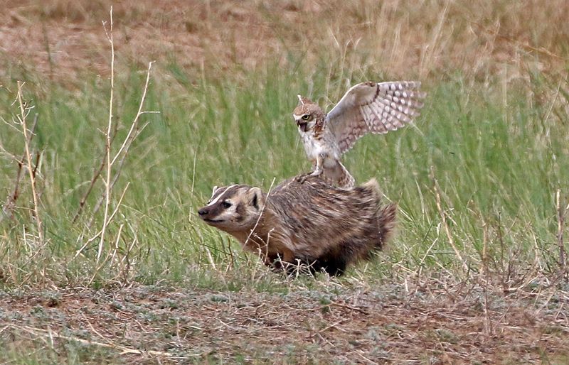 American Badger and Burrowing Owl 2024-06-10
