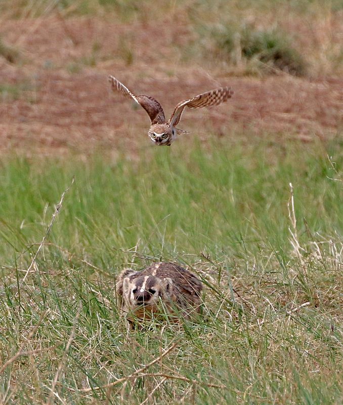 American Badger and Burrowing Owl 2024-06-10