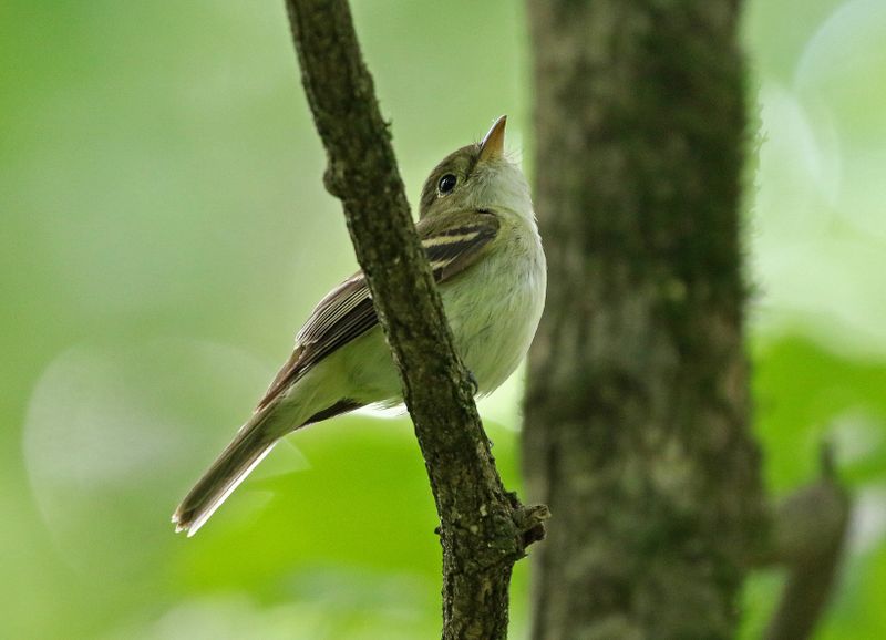 Acadian Flycatcher 2024-05-29