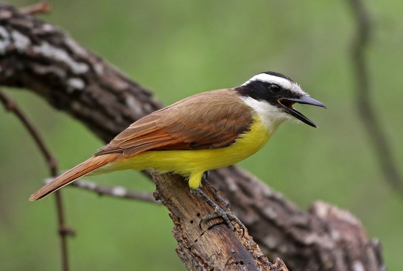 Great Kiskadee 2024-03-01